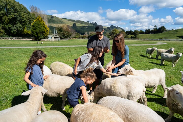 Agrodome Farm Experience including Farm Show and Farm Tour - Rotorua - Photo 1 of 17